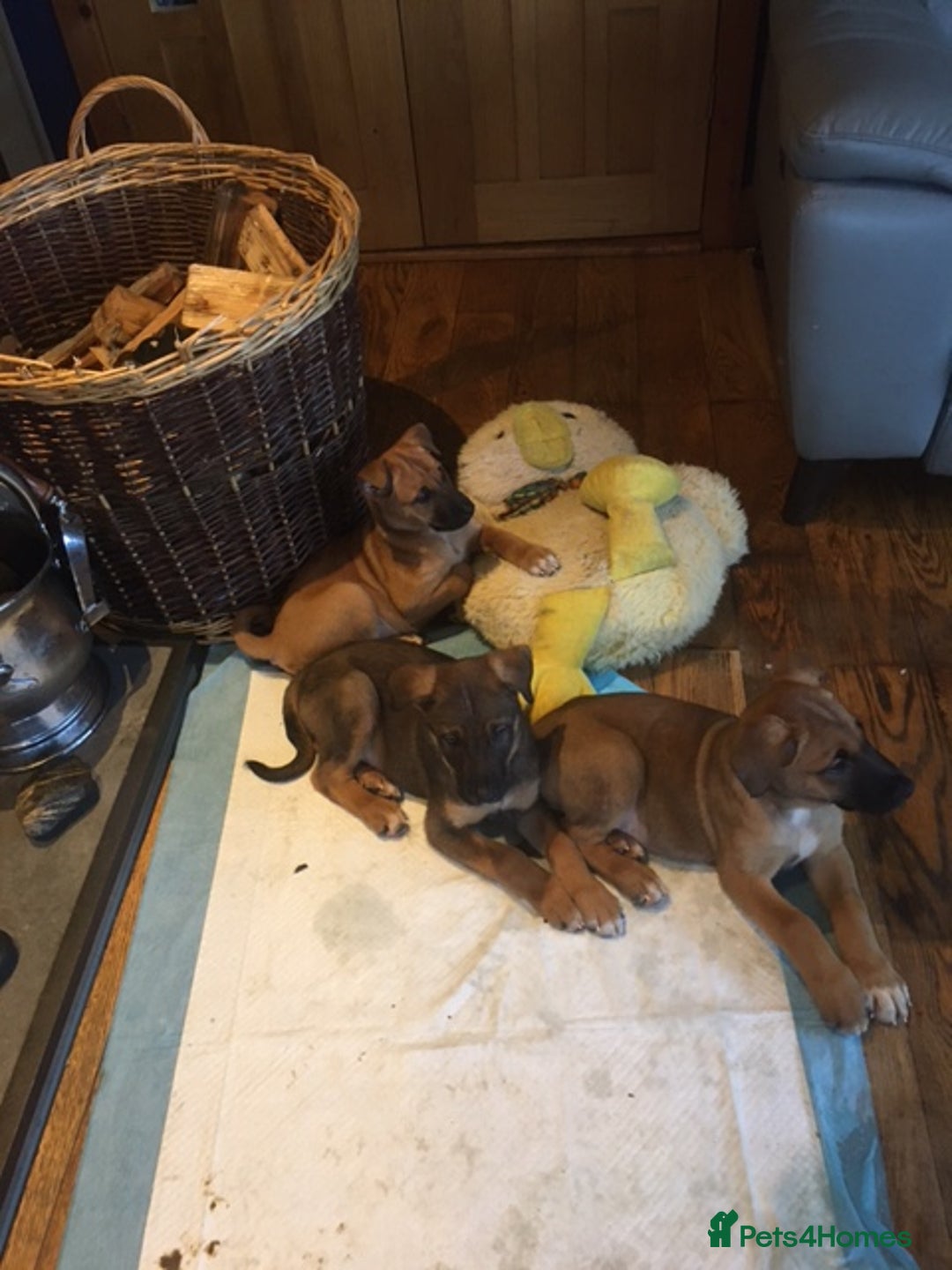 Mixed Breed dogs for sale: Japanese Bear-headed Akita X Dobermann hybrids  - Advert 1