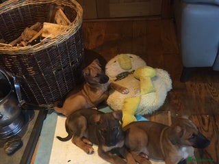 Mixed Breed dogs for sale: Japanese Bear-headed Akita X Dobermann hybrids - Advert 1