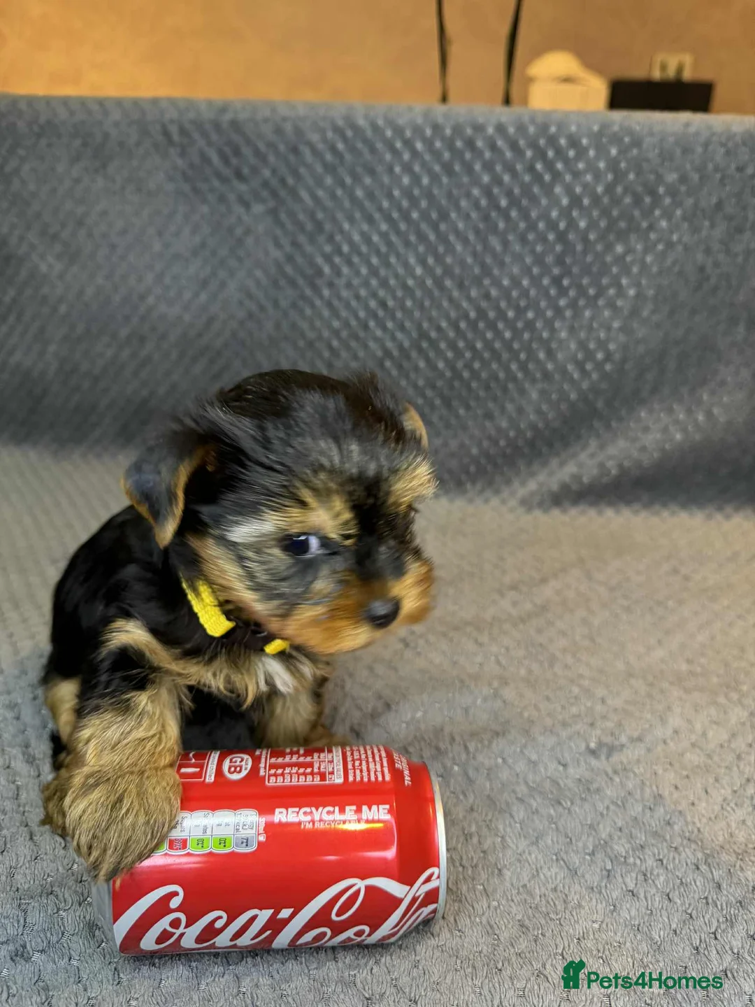 Yorkshire Terrier dogs for sale: For sale miniature Yorkshire terrier  - Advert 2