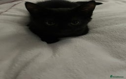 British Shorthair cats for sale: black kitten - Image 2