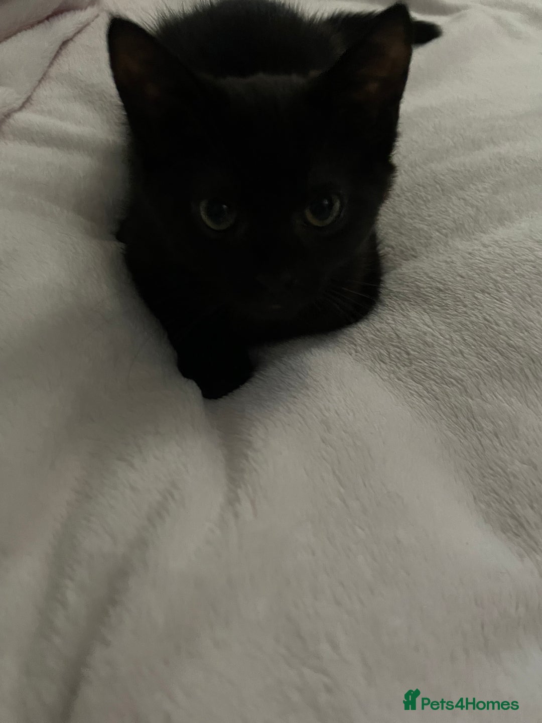 British Shorthair cats for sale: black kitten - Image 2