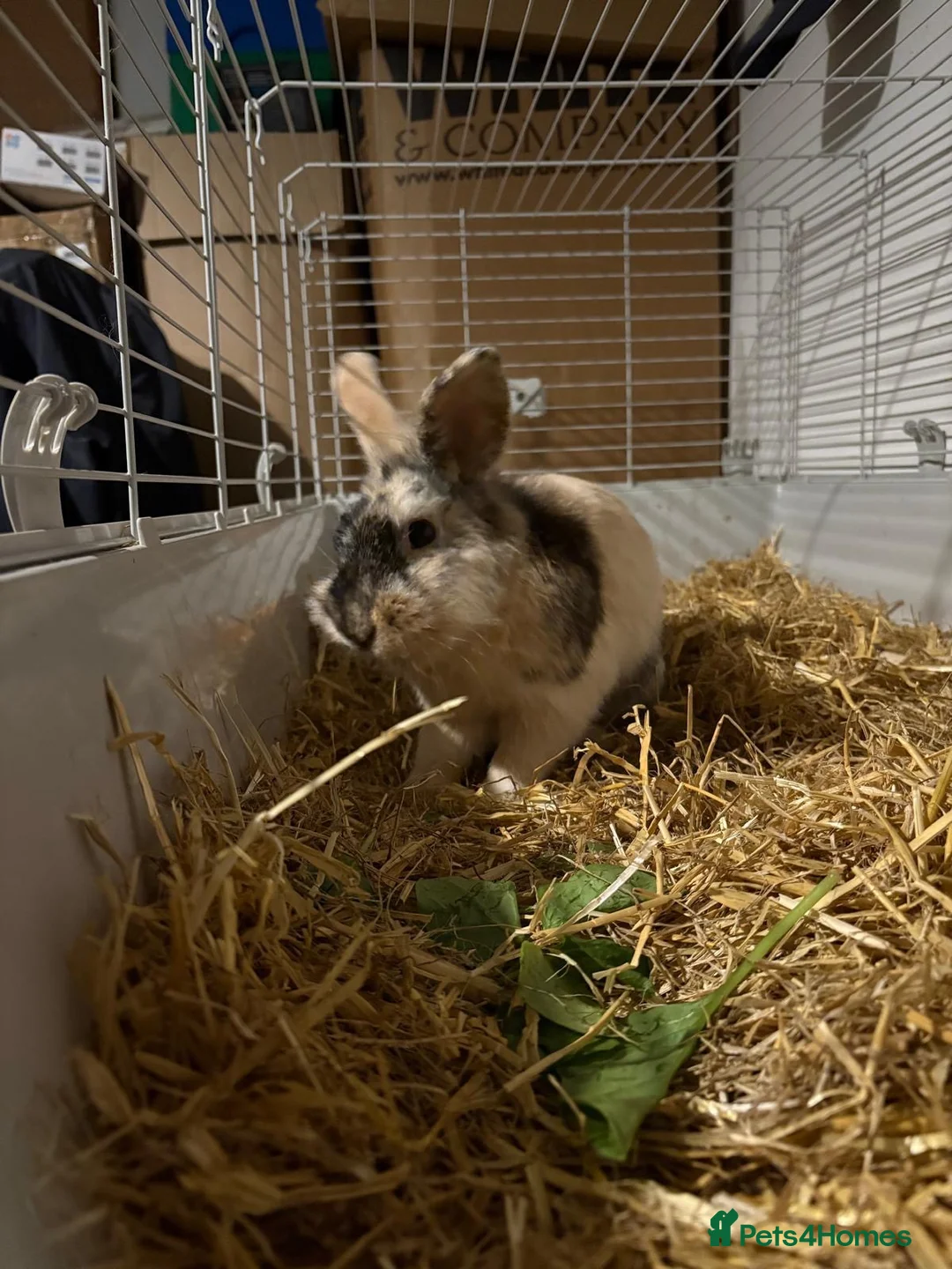 Mixed Breed rabbits for sale: Male Rabbit Needing New Home - Advert 4