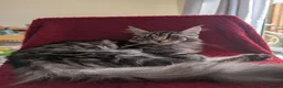 Maine Coon cats for sale: 5 mainne coon kittens  - Advert 3