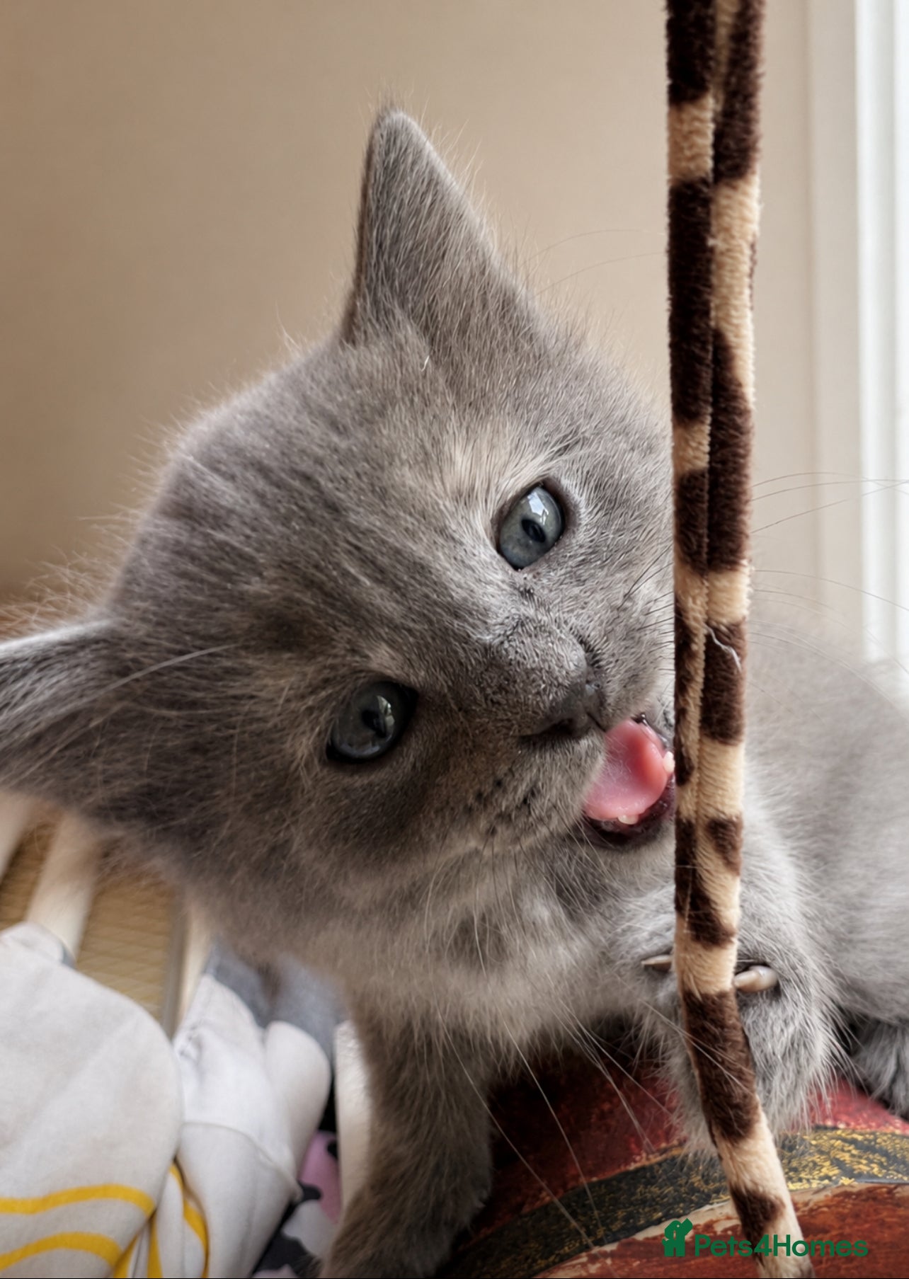 Mixed Breed cats for sale: Beautiful half ragdoll kittens 💖 - Advert 23