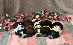 Cocker Spaniel dogs for sale: Fully Health tested show line cocker puppies  - Image 13
