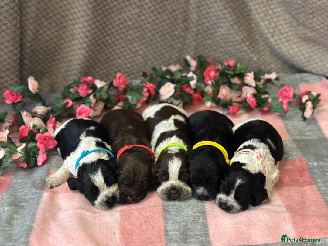 Cocker Spaniel dogs for sale: Fully Health tested show line cocker puppies  - Image 13