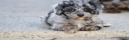 Cavapoochon dogs for sale: Beautiful Cavapoochon puppies for sale - Advert 14