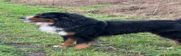 Bernedoodle dogs for sale: 2 gorgeous bernedoodle puppies available😍 - Advert 20