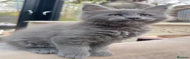Maine Coon 2