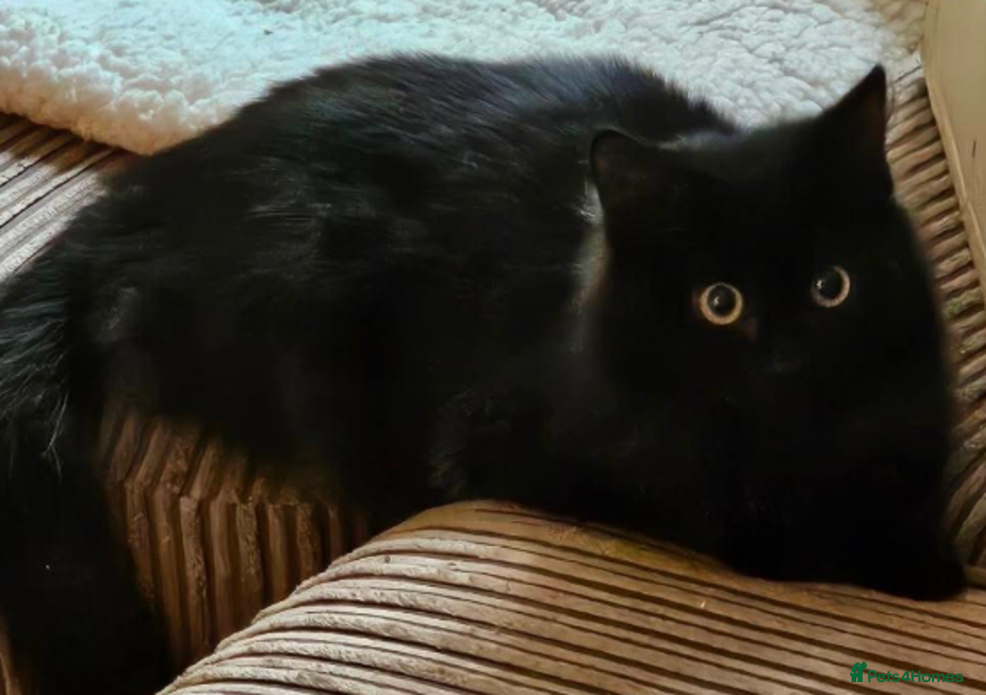 Mixed Breed cats for adoption: Ginger - Advert 1