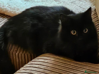 Mixed Breed cats Ginger - Advert 2