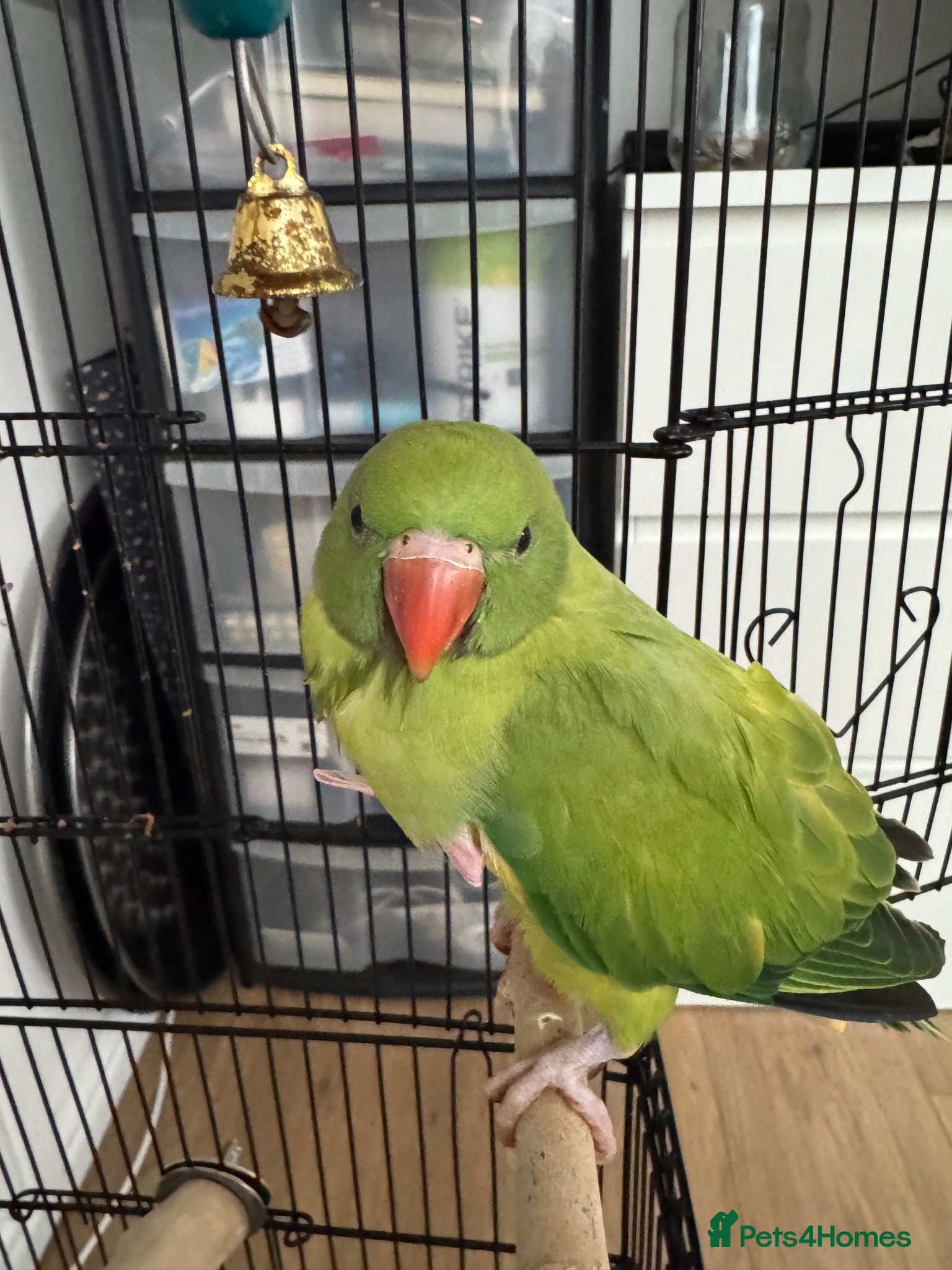 Ringnecks birds Ringneck Parrot for Sale - Advert 1