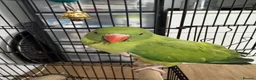 Ringnecks birds for sale: Ringneck Parrot for Sale in Harrow - Advert 1