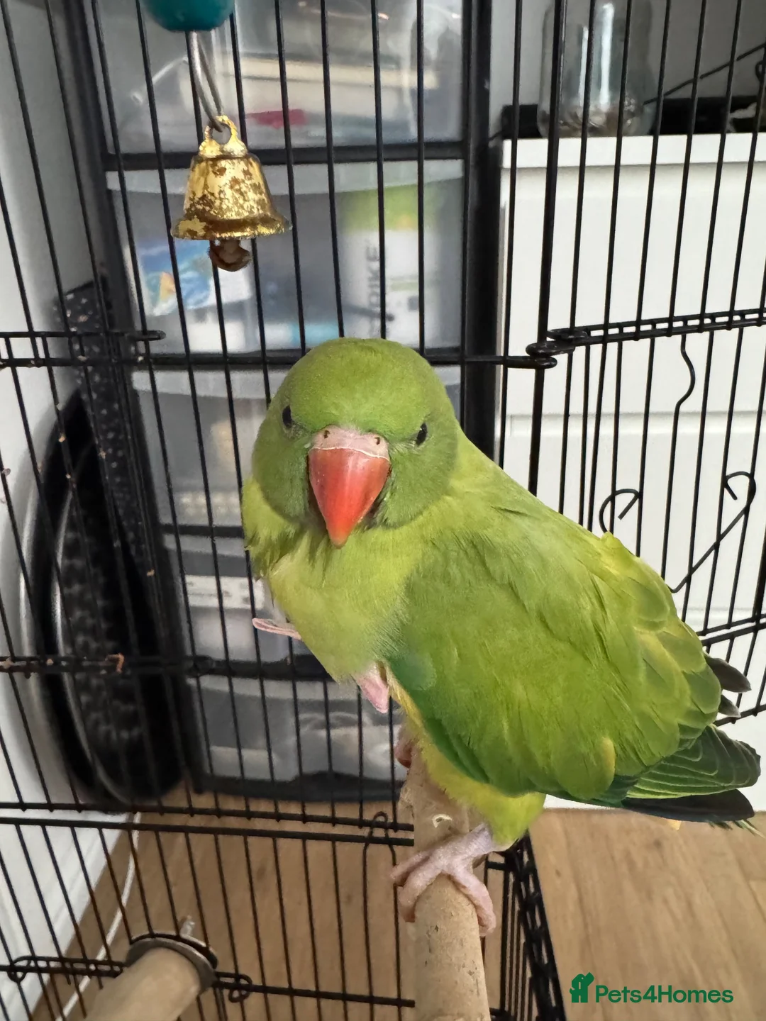 Ringnecks birds for sale: Ringneck Parrot for Sale in Harrow - Advert 1