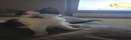 Mixed Breed cats for sale: Female mix breed  in Merthyr Tydfil - Advert 2
