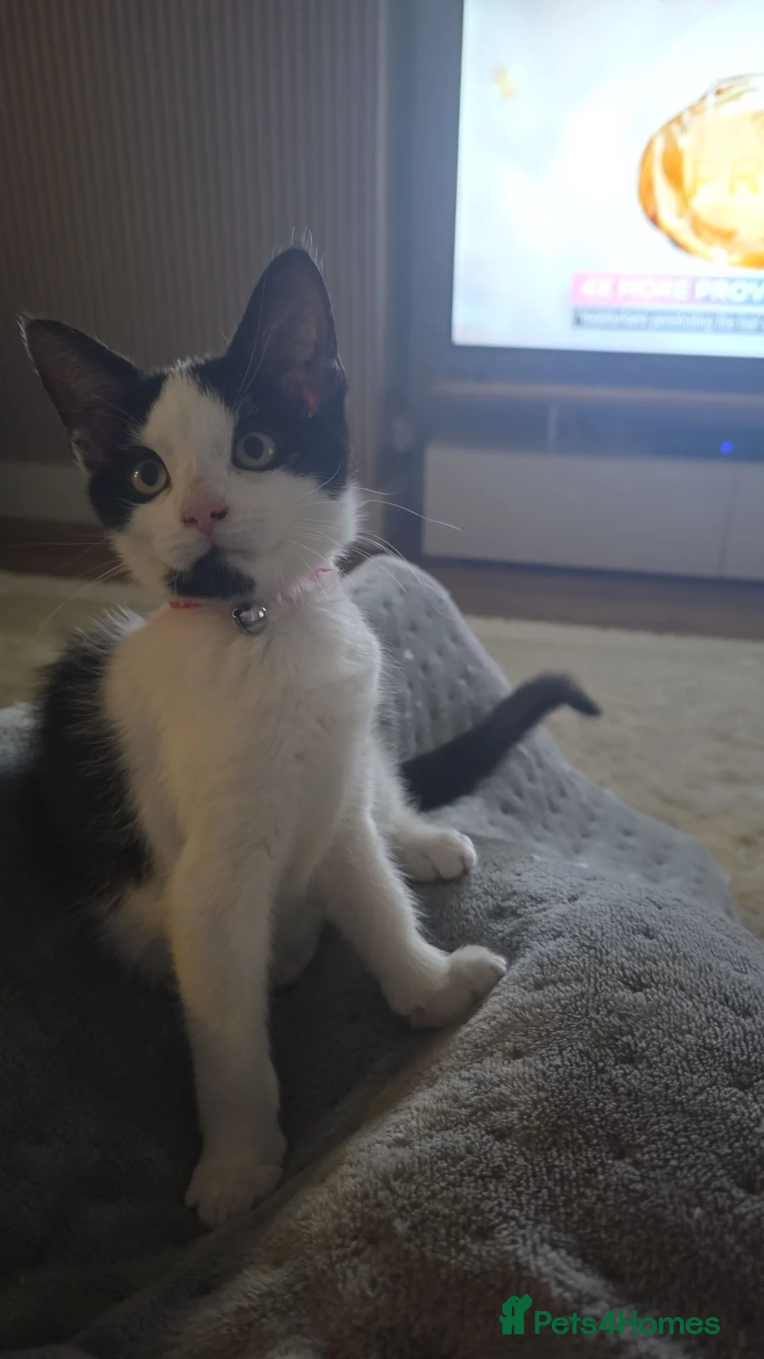 Mixed Breed cats for sale: Female mix breed  in Merthyr Tydfil - Advert 2
