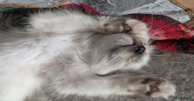 Ragdoll cats - Advert 1