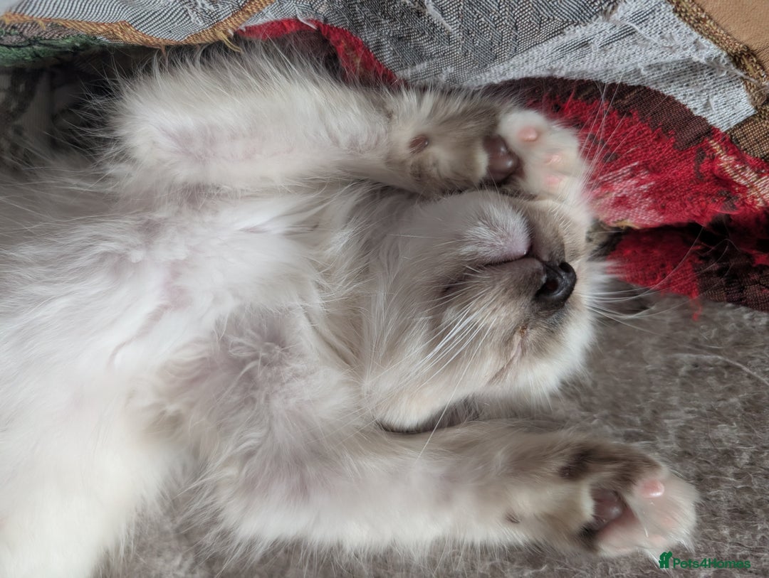 Ragdoll cats for sale: GCCF registered stunning healthy kittens - Image 3