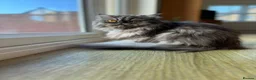 Persian cats for sale: Ready To Leave - Advert 10