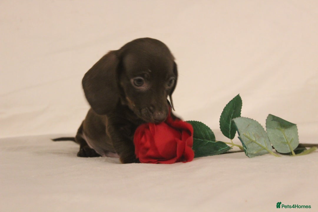 Dachshund dogs for sale: 🌿 Ultimate Miniature Dachshunds 🌿 - Advert 2