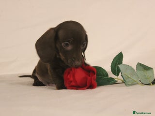 Dachshund dogs ❤️ Ready to Leave Micro Dachshunds ❤️ - Advert 6