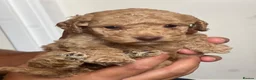 Cockapoo dogs for sale: Beautiful Cockapoo Puppies - Advert 14