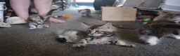 Maine Coon cats for sale: Stunning Mainecoon kittens  - Advert 6