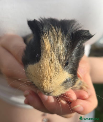 Guinea Pig rodents - Advert 1