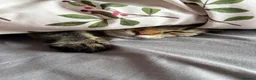 Mixed Breed cats for sale: Female tabby for sale - Advert 8