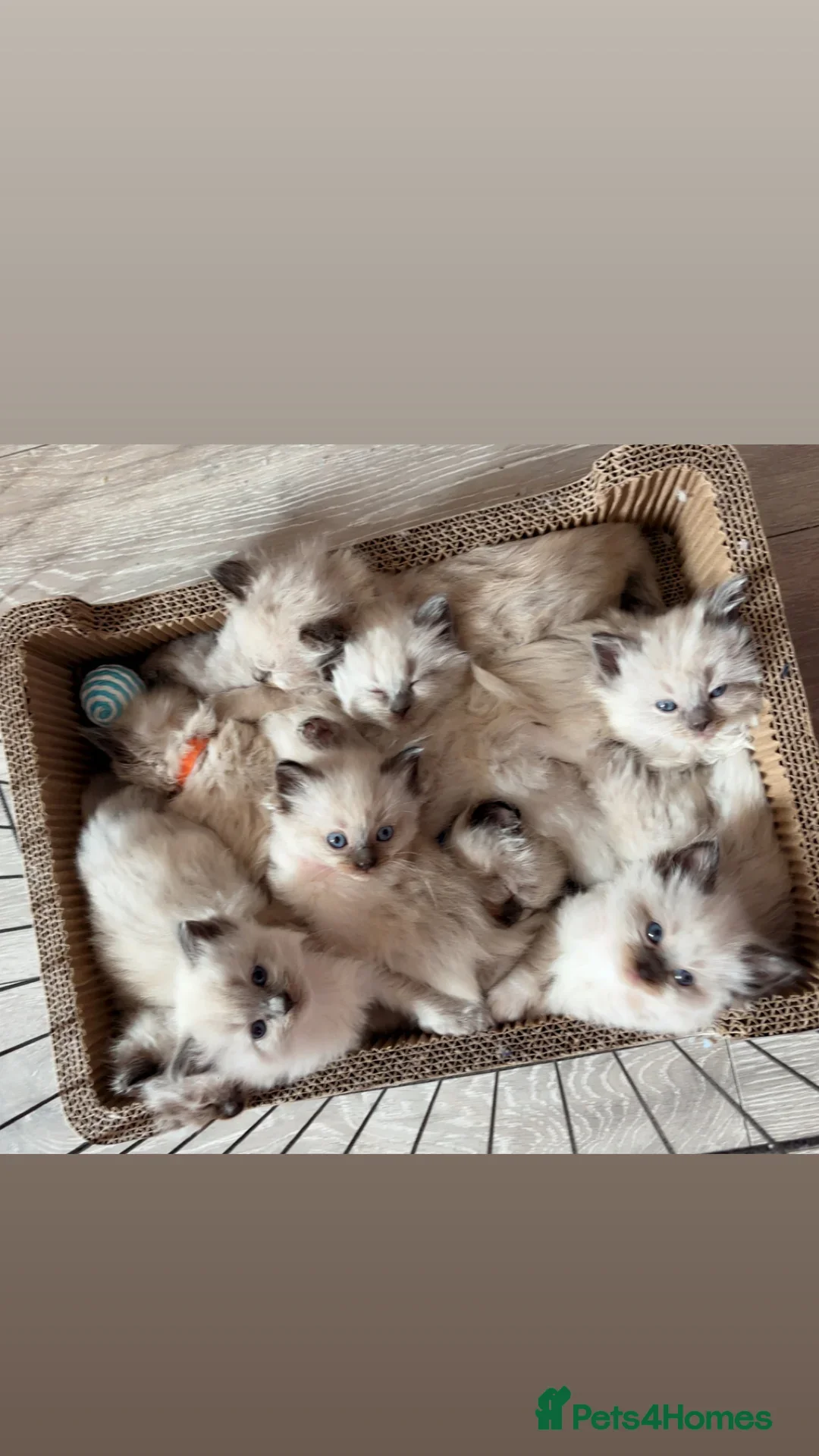 Ragdoll cats for sale: 🌸pedigree Ragdoll babies, reduced🌸 - Image 1