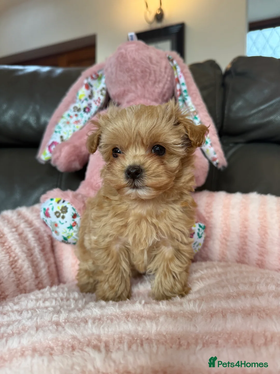 Maltipoo dogs for sale: 🧸 Incredible Teddy Bear F1 Asian Maltipoo 🧸 - Advert 3