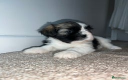 Lhasa Apso dogs for sale: 4 Lhasa Apso babies  - Image 1