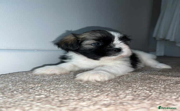 Lhasa Apso dogs - Advert 3