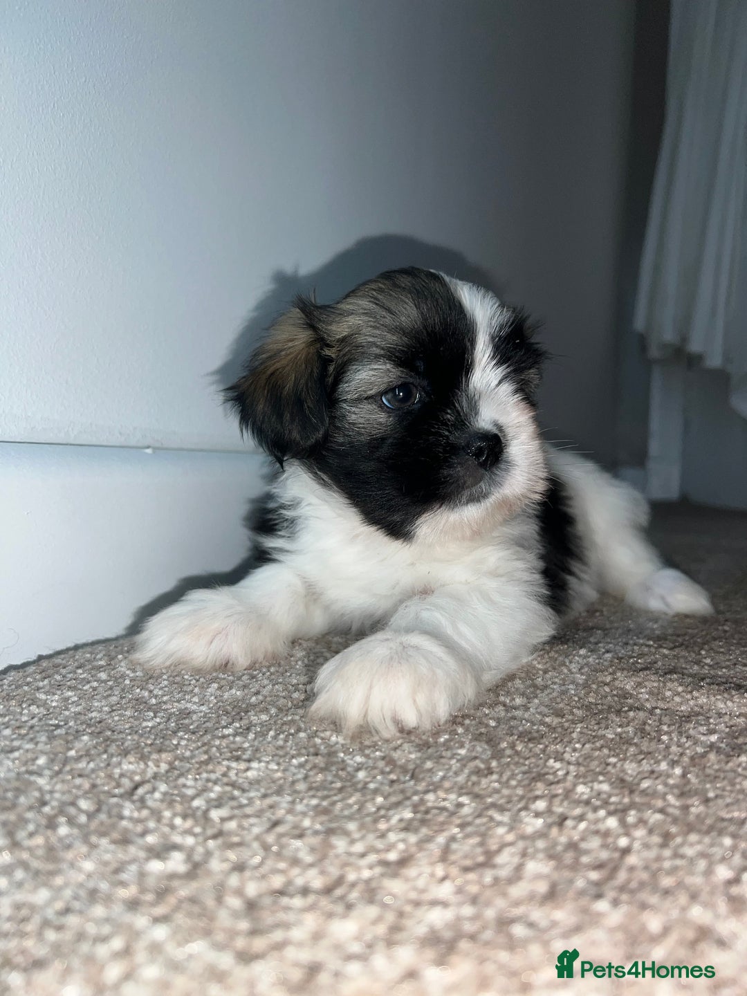 Lhasa Apso dogs for sale: 4 Lhasa Apso babies  - Image 1