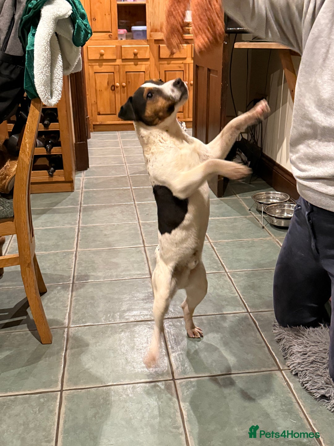 Jack Russell dogs for sale: Beautiful jack russell for sale  - Advert 7