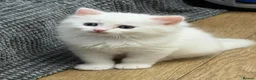 Mixed Breed cats for sale: Snowy kitten and calico  - Advert 8