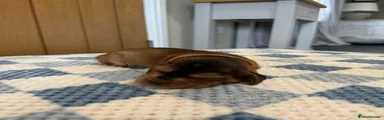 Cocker Spaniel 3