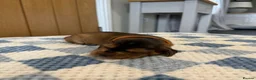 Cocker Spaniel dogs for sale: Health Tested Kc Show Type Cocker Spaniel Puppies - Advert 7