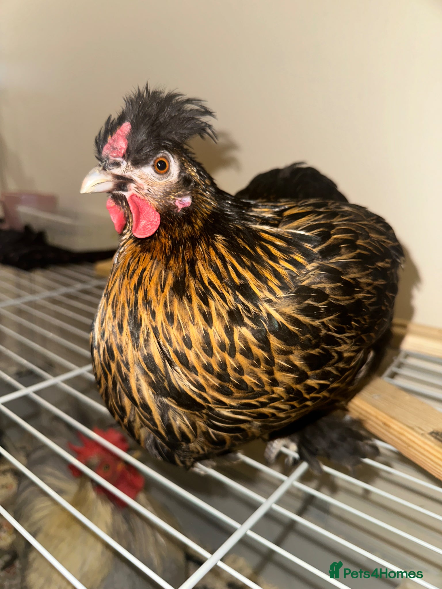 Chickens poultry Golden laced polish hen lovely and friendly  - Advert 3