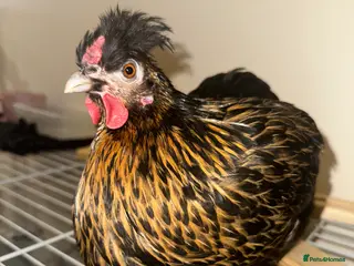 Chickens poultry Golden laced polish hen lovely and friendly - Advert 3