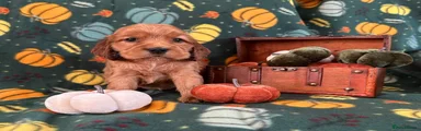 Cocker Spaniel 4