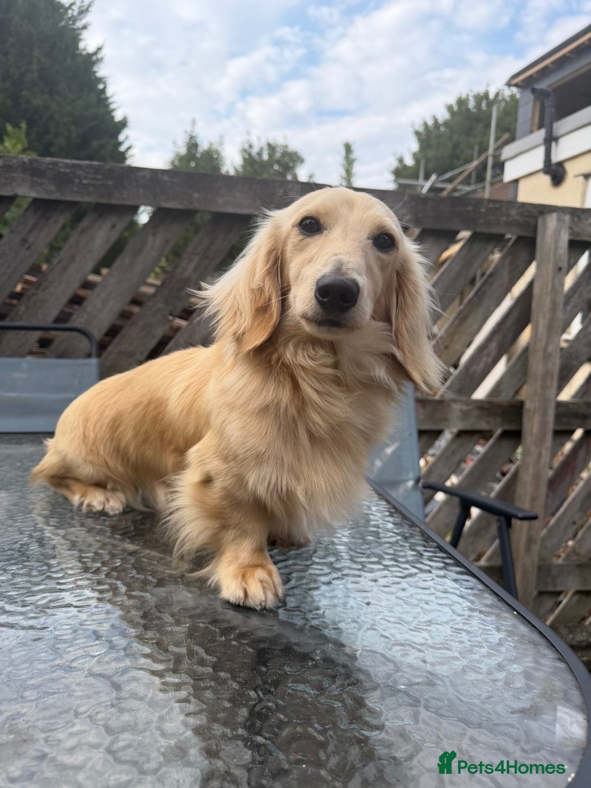 Dachshund dogs Selling long hair cream boy - Advert 1