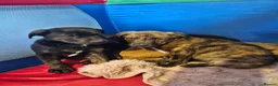 Bandog dogs for sale: 4 Beautiful Mastiff cross American bulldogs  in Darwen - Advert 8