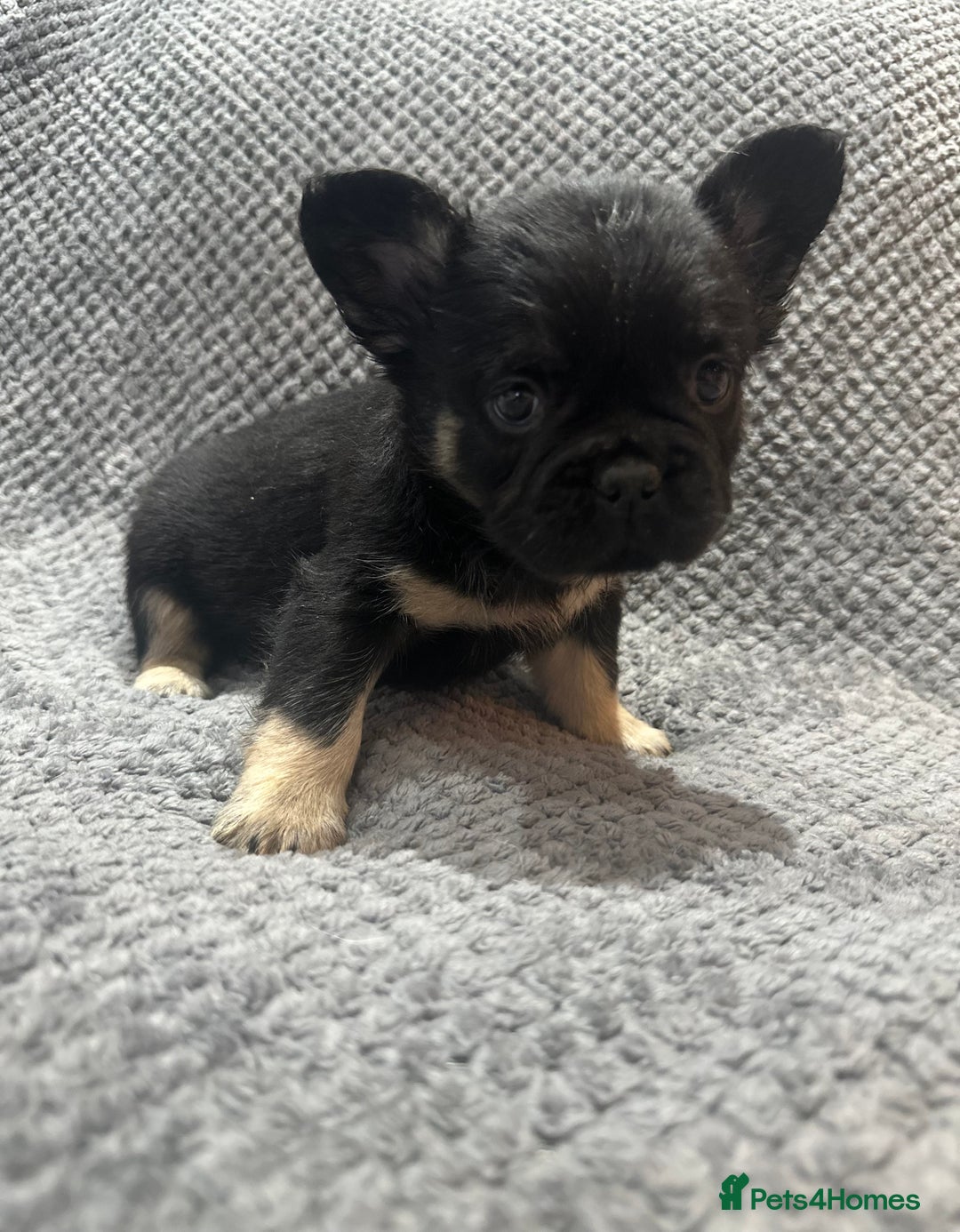 French Bulldog dogs for sale: RARE FLUFFY FRENCHIES! LAST 3 LEFT!!!! - Advert 8