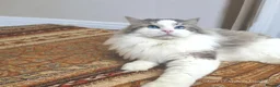 Ragdoll cats for stud: GCCF/TICA ACTIVE REGISTERED Championbloodline stud - Advert 6