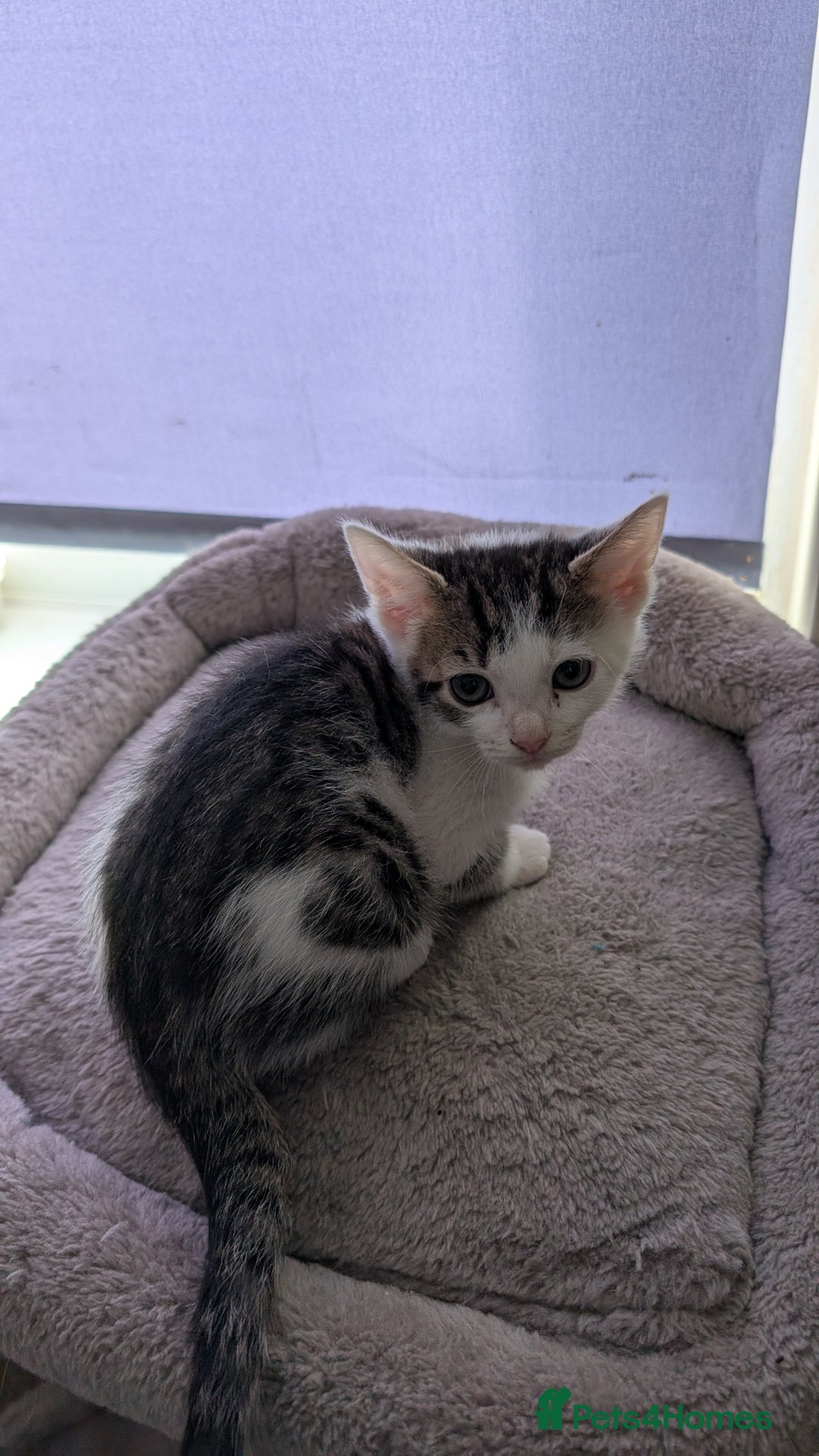 Mixed Breed cats for sale: Mixed breed kittens - available immediately  - Image 13