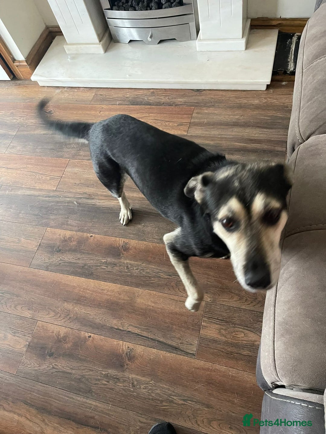 Mixed Breed dogs for adoption: Meet Rex, currently residing in South Wales - Image 3