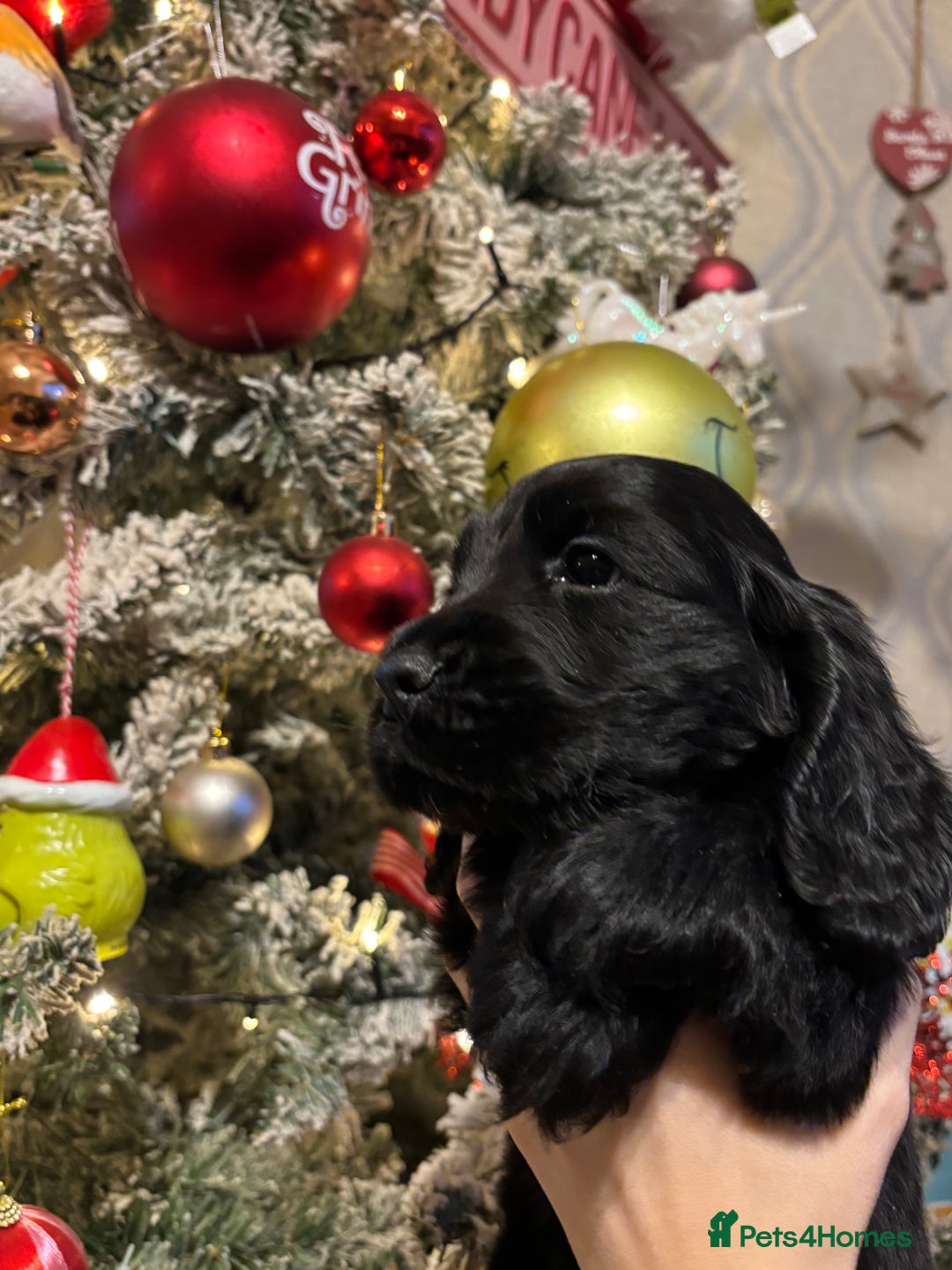 Cocker Spaniel dogs for sale: Show cocker spaniel  - Advert 5