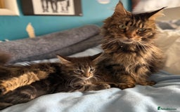 Maine Coon cats for sale: GCCF DNA Tested Male Maine Coon Kitten - Image 8