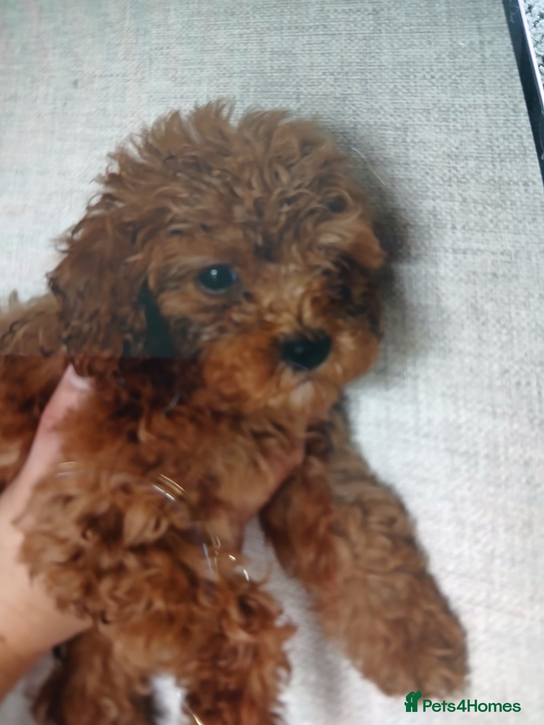 Cockapoo dogs for sale: My small cockpapoo - Image 12